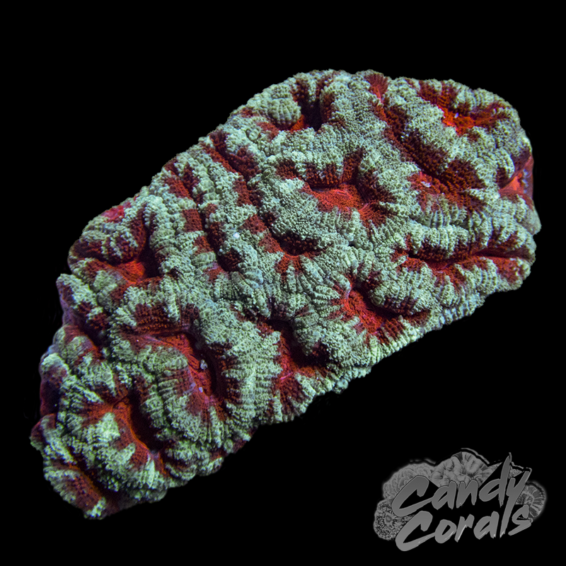 Assorted Red and Green Acan Colony