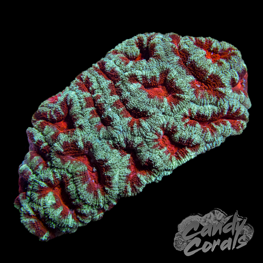 Assorted Red and Green Acan Colony