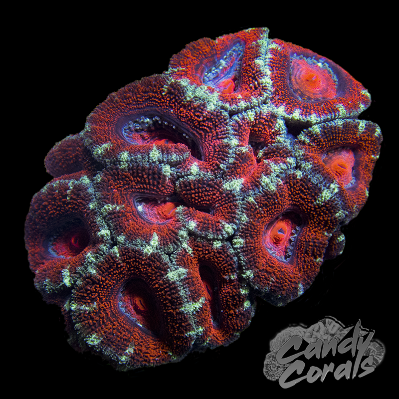 Assorted Red and Green Acan Colony