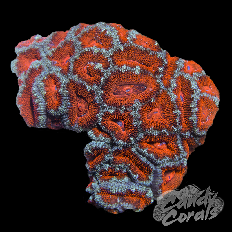 Assorted Red and Green Acan Colony