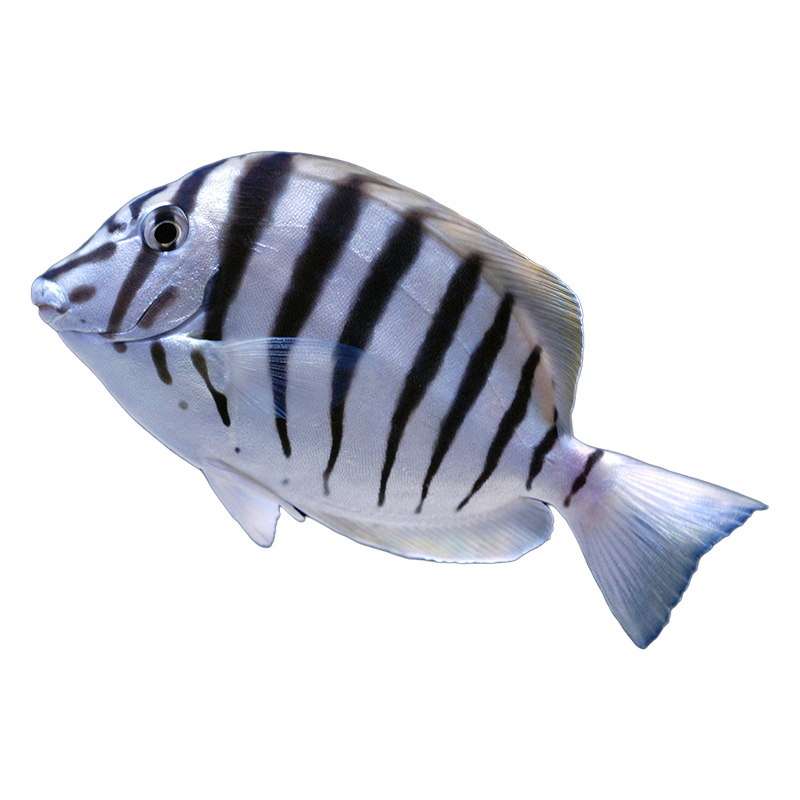 Zebra Tang