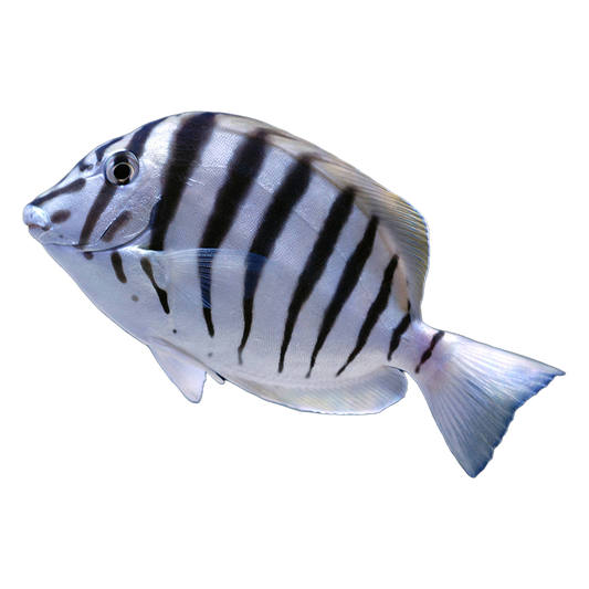 Zebra Tang