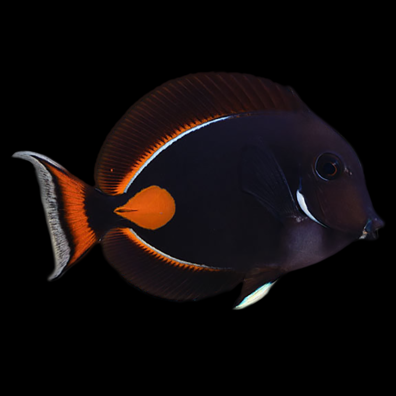 Achilles Tang