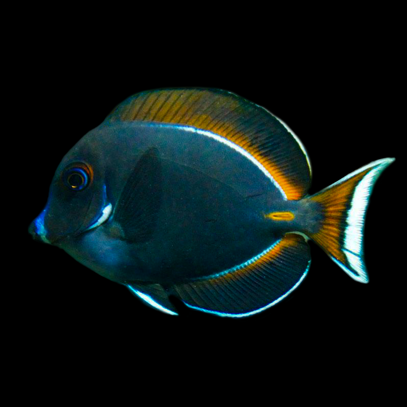 Achilles Tang