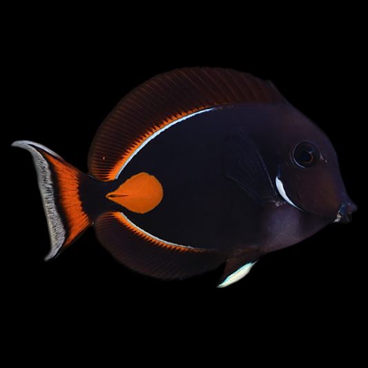 XL Achilles Tang