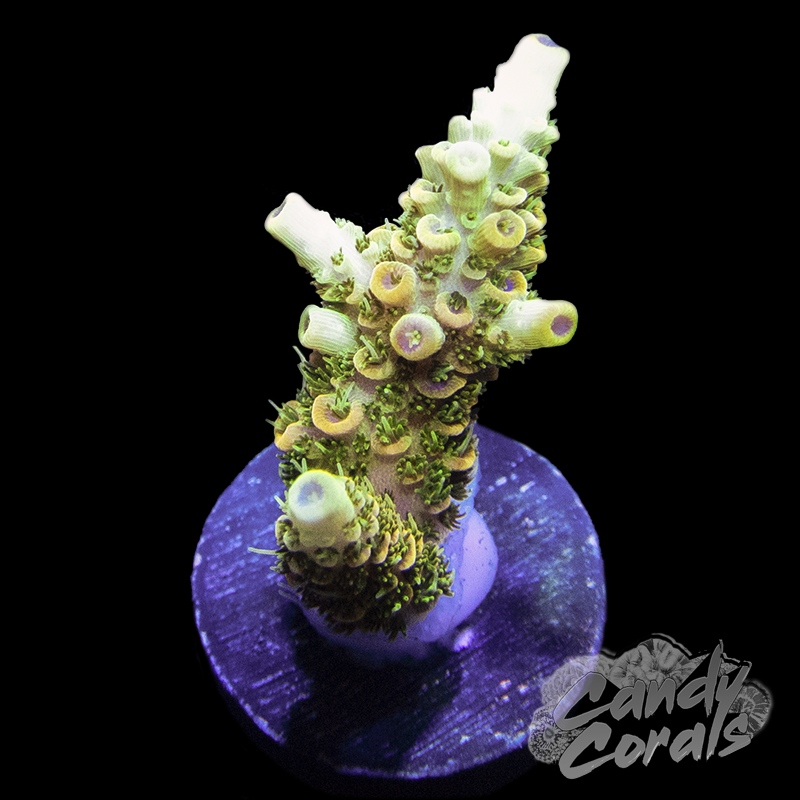 Ultra Sunset Acropora Millepora Frag A91