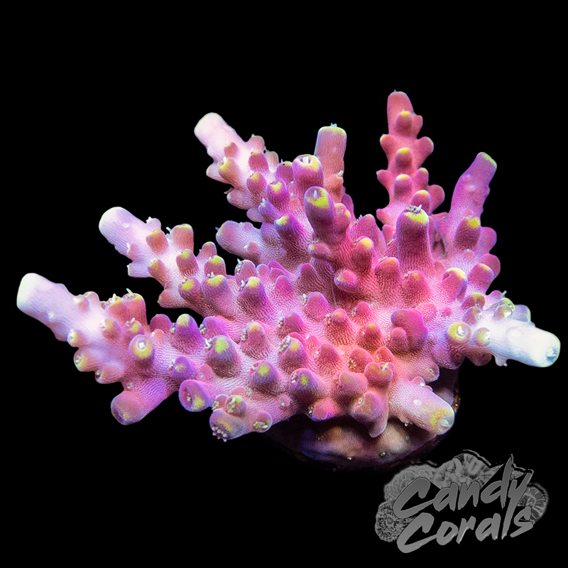 Cherry Pop Acropora Sp. Frag – Candy Corals