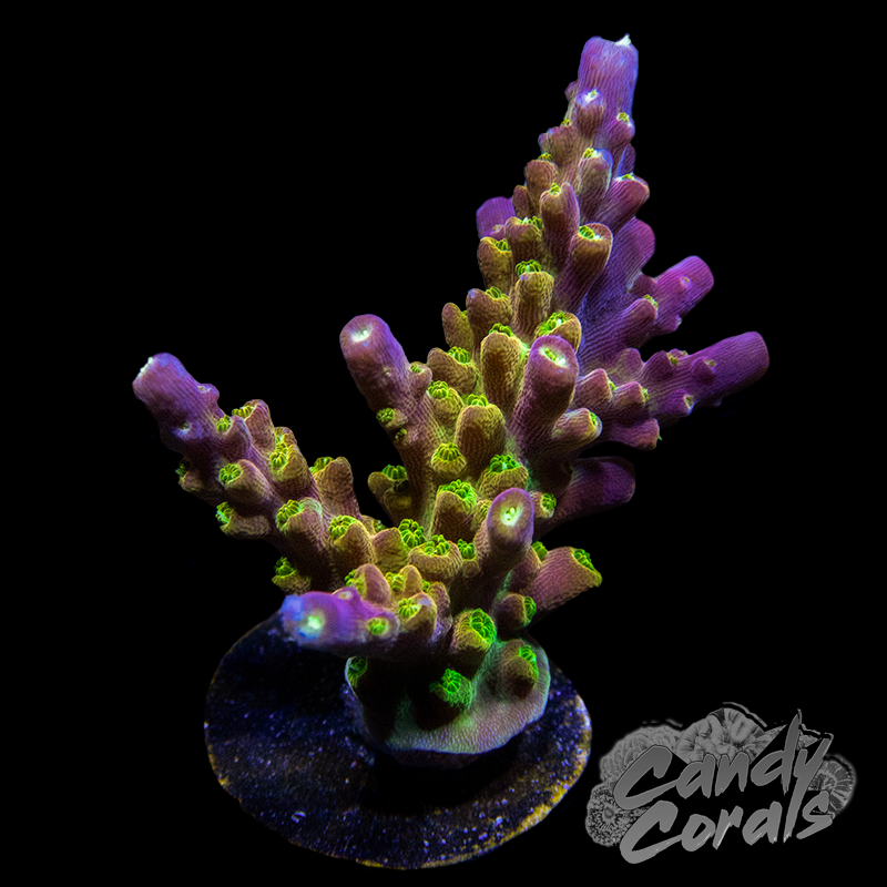 Rainbow Loom Acropora Sp. Frag A81