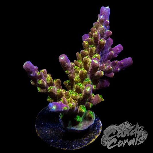 Pink/Yellow FAUX Branch Coral - Acropora Florida - (1 Faux Coral approx.  7Wx7.5Tx2.5D inches)