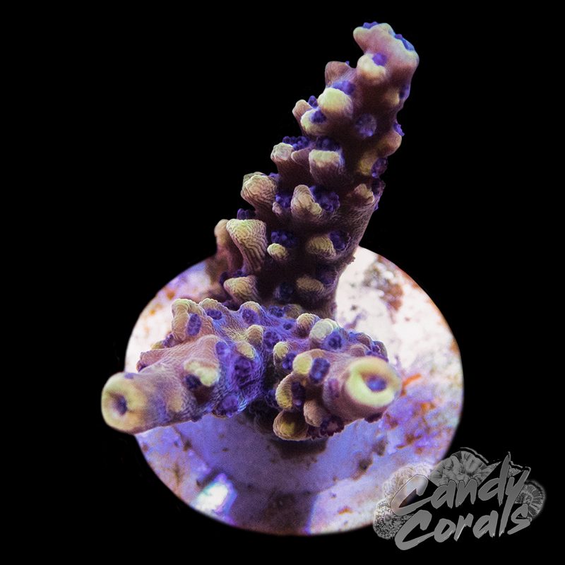 Pink Cadillac Acropora Sp. Frag A98