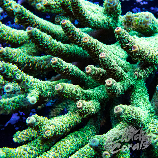 Acropora – Candy Corals