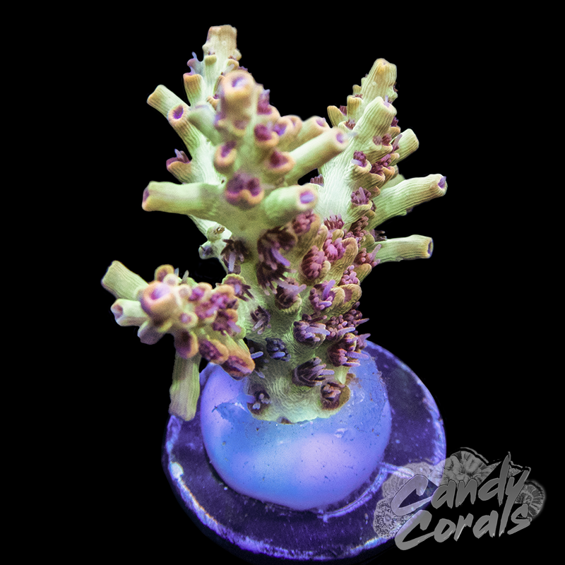 Ultra Strawberry Shortcake Acropora Frag