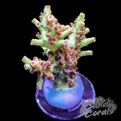 Ultra Strawberry Shortcake Acropora Frag