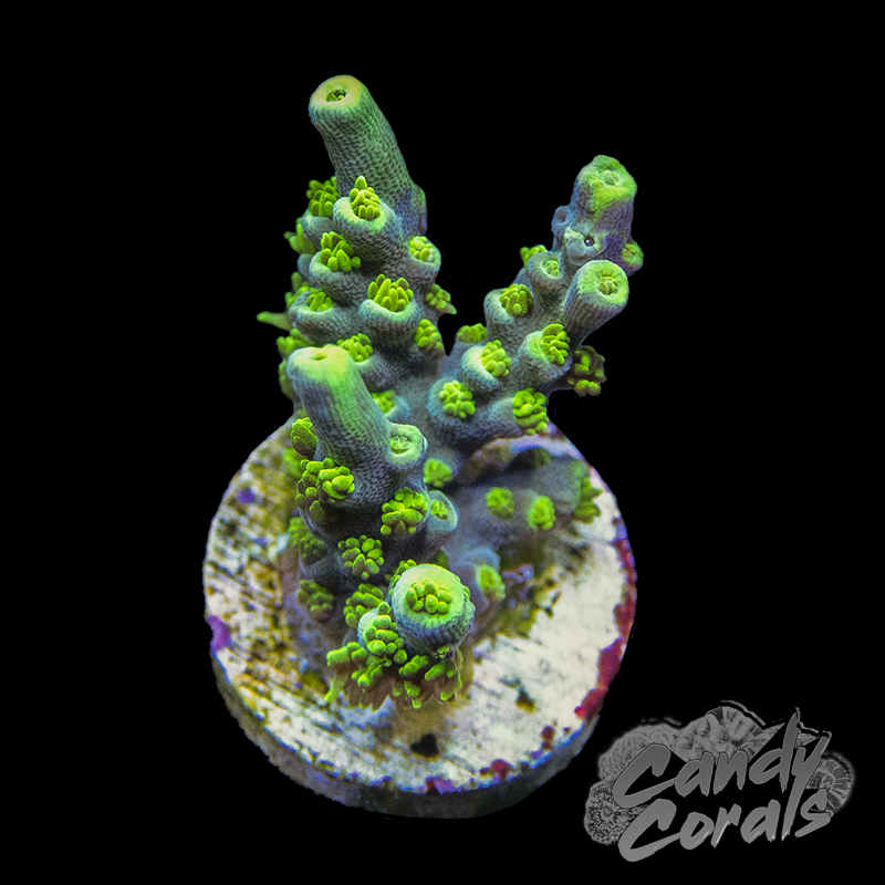 Acid Rain Acropora Sp. Frag A53