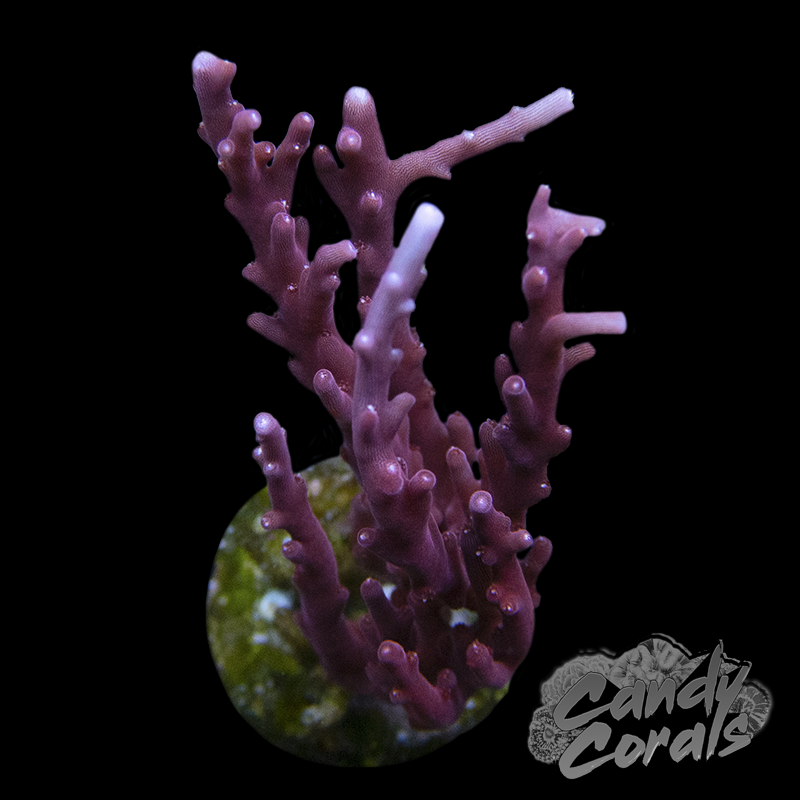 Red Dragon Acropora Carduus Frag A61