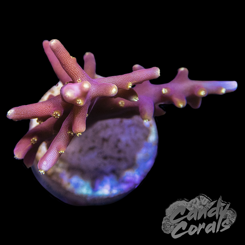 WWC Little Red Ferrari Acropora Sp. Frag A48