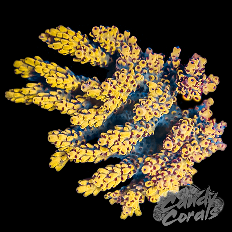 Wolverine Acropora Sp. Frag A19