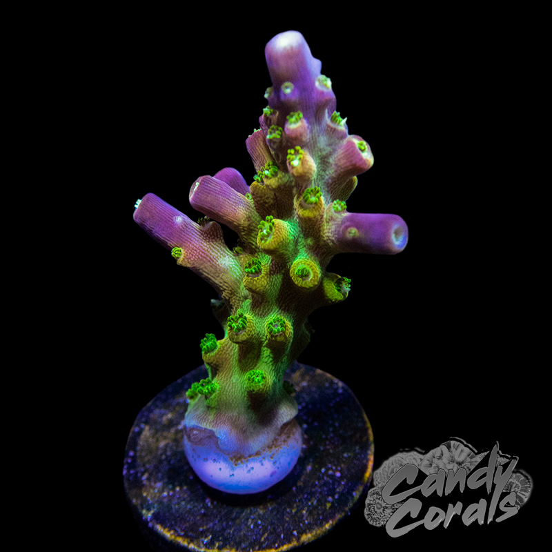 Rainbow Loom Acropora Sp. Frag A81