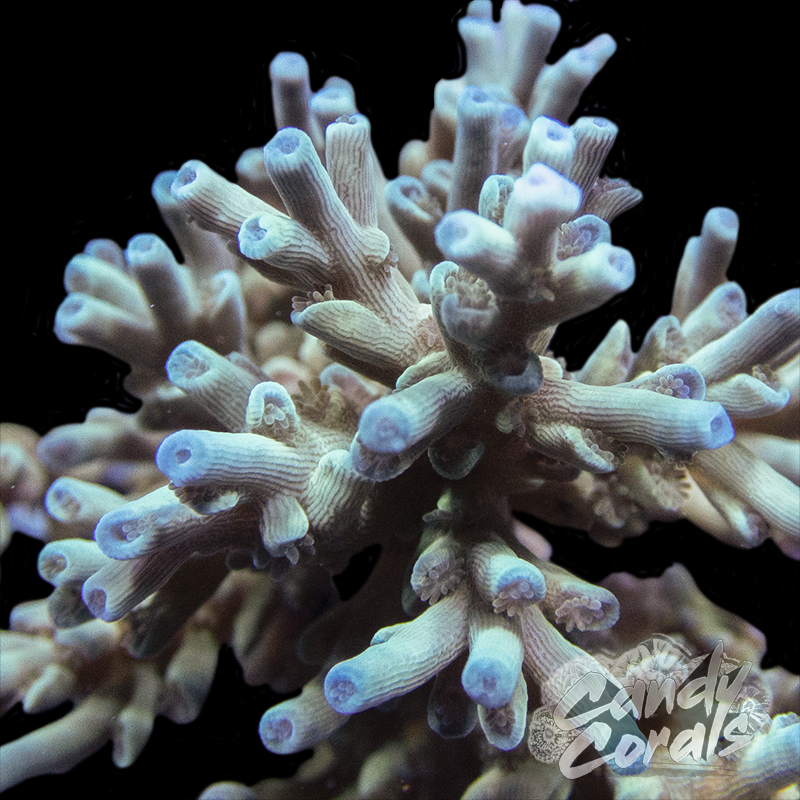 Fire and Ice Acropora Echinata Frag A31