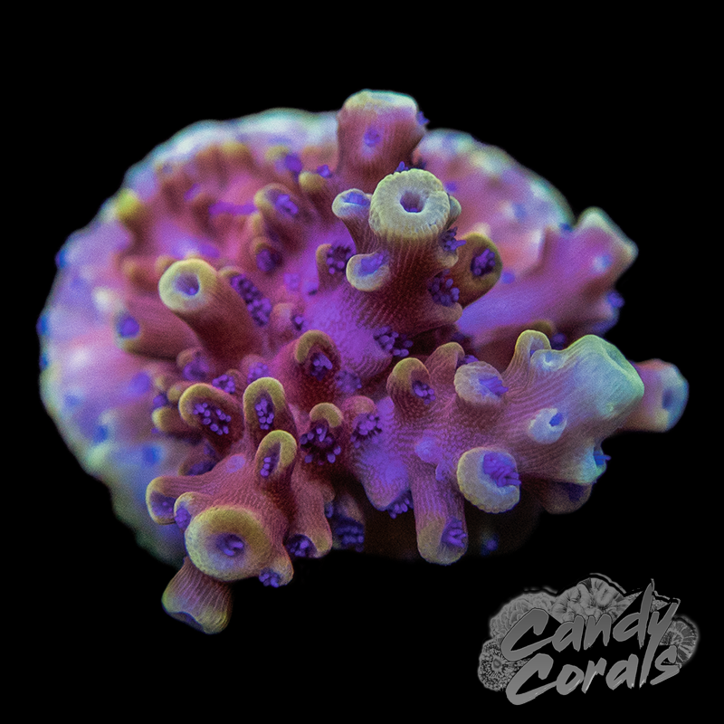 Pink Cadillac Acropora Sp. Frag A98