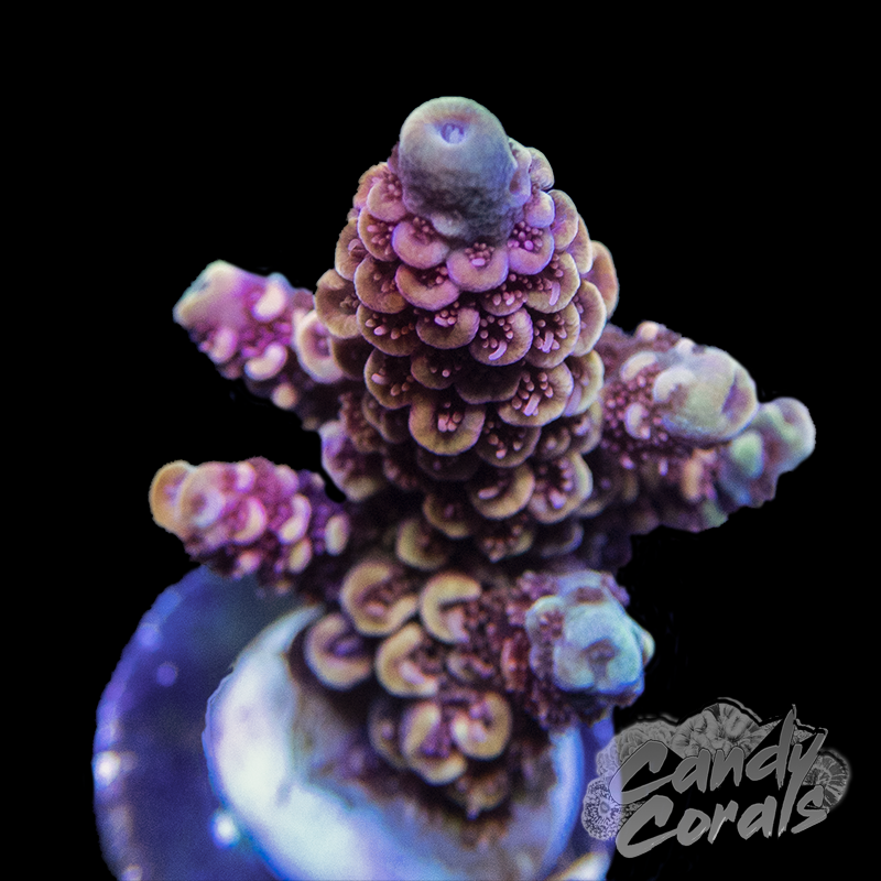 Magma Acro Sp. Frag A84