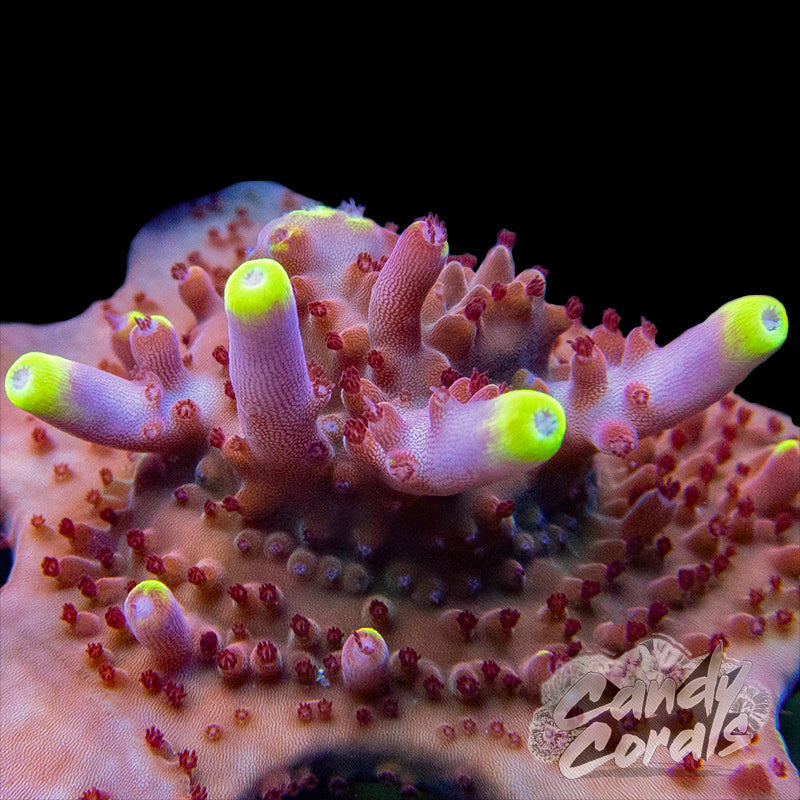 JF Fox Flame Acropora Sp. Frag A83