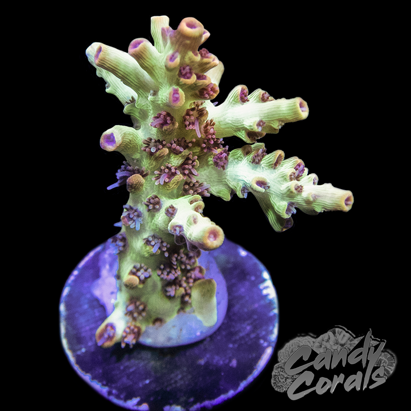 Ultra Strawberry Shortcake Acropora Frag A20