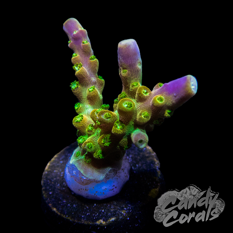 Rainbow Loom Acropora Sp. Frag A81