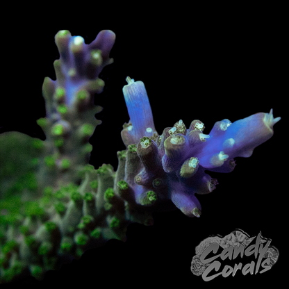 Tri-Color Acropora Valida Frag