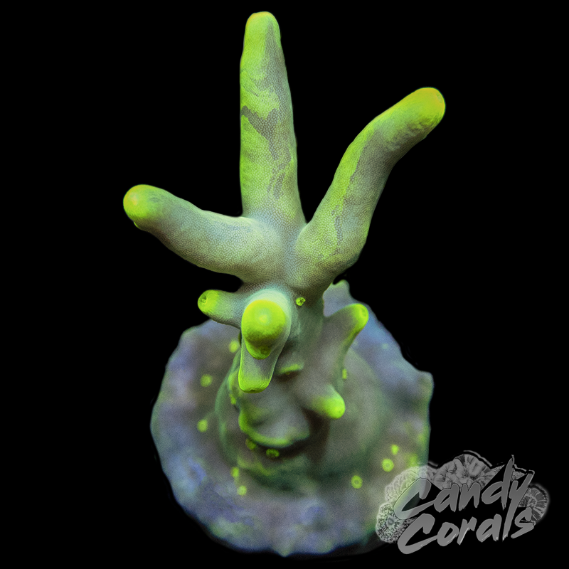 Banana Lokani Acropora Frags A100
