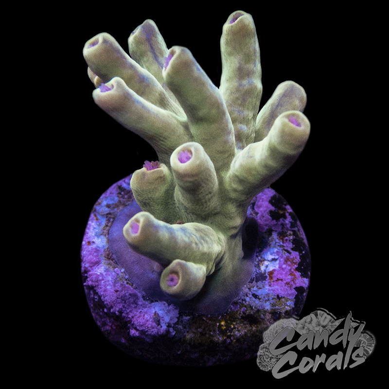 Bk Chem Creme de la Creme Acropora A24