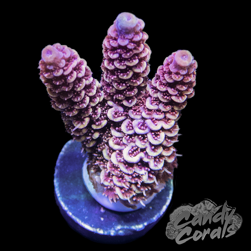 Magma Acro Sp. Frag A84