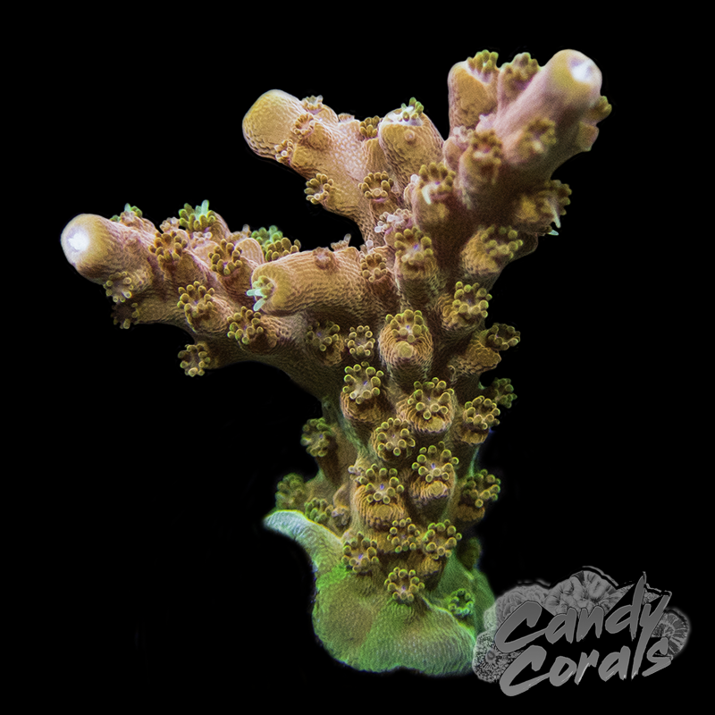TSA Creamsicle Acropora Sp. Frag A93