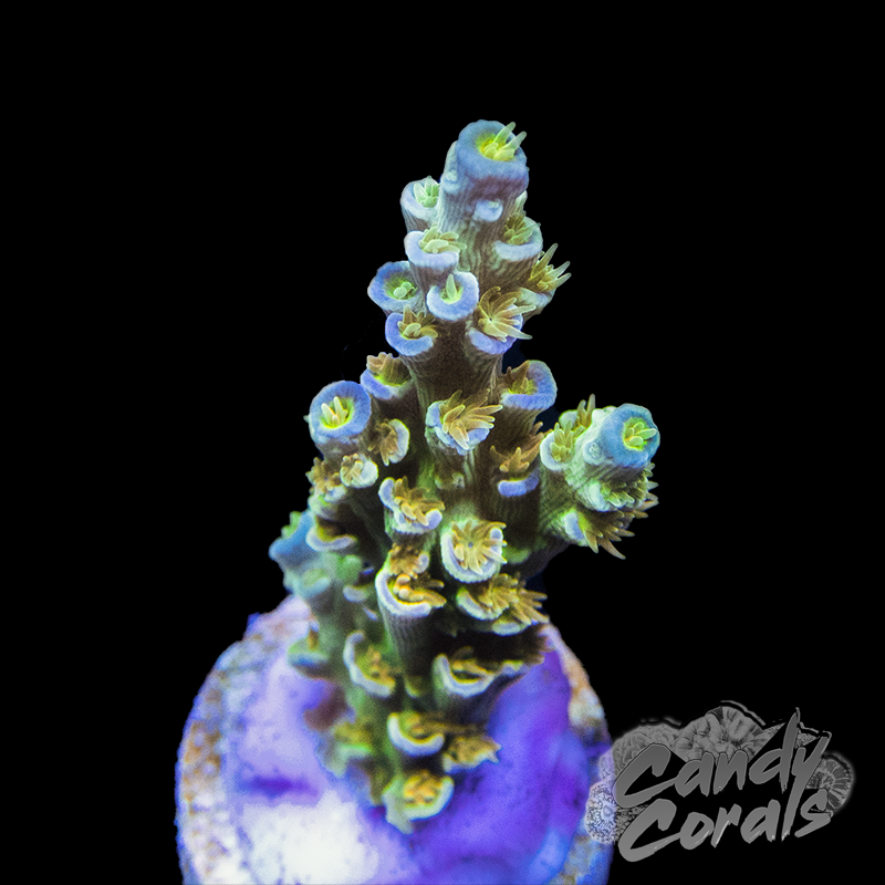 Orange Passion Acro Sp. Frag A33