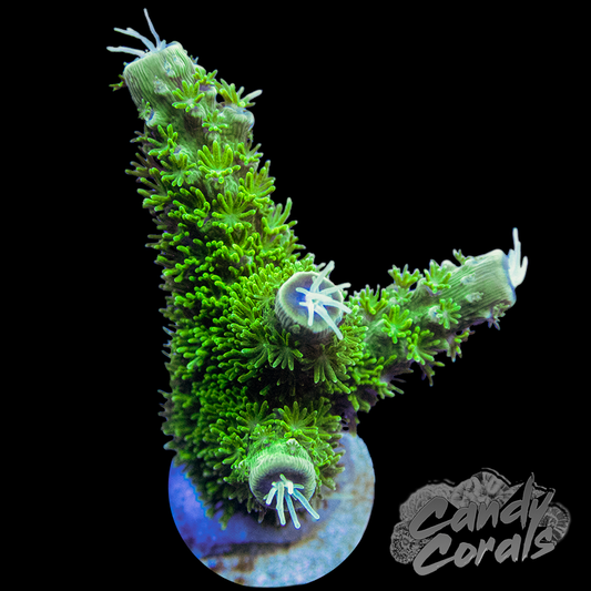 Acropora Coral for Sale - World Wide Corals
