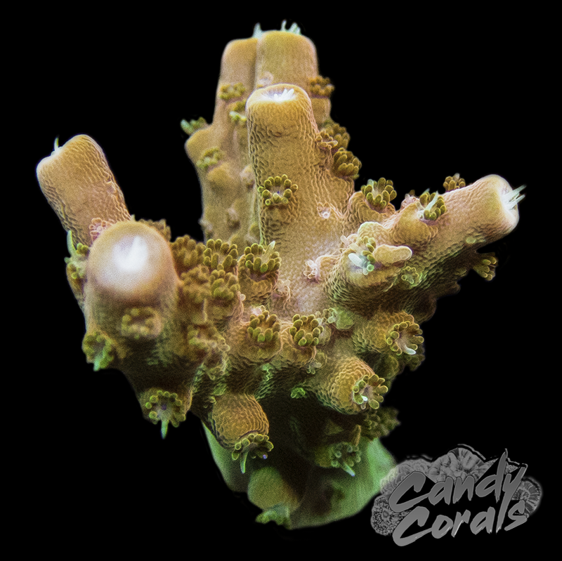 TSA Creamsicle Acropora Sp. Frag A93