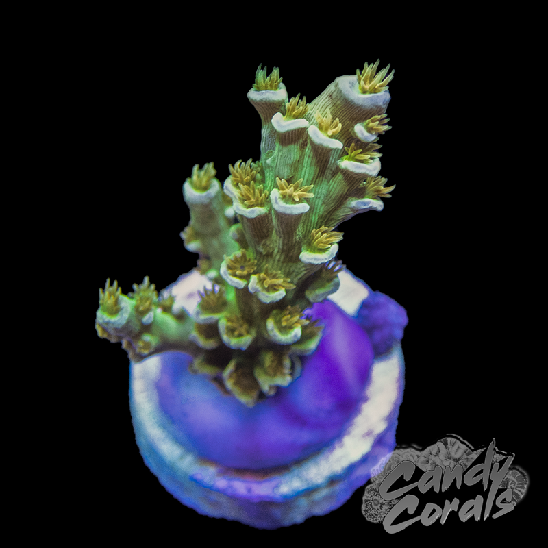 Orange Passion Acro Sp. Frag A33