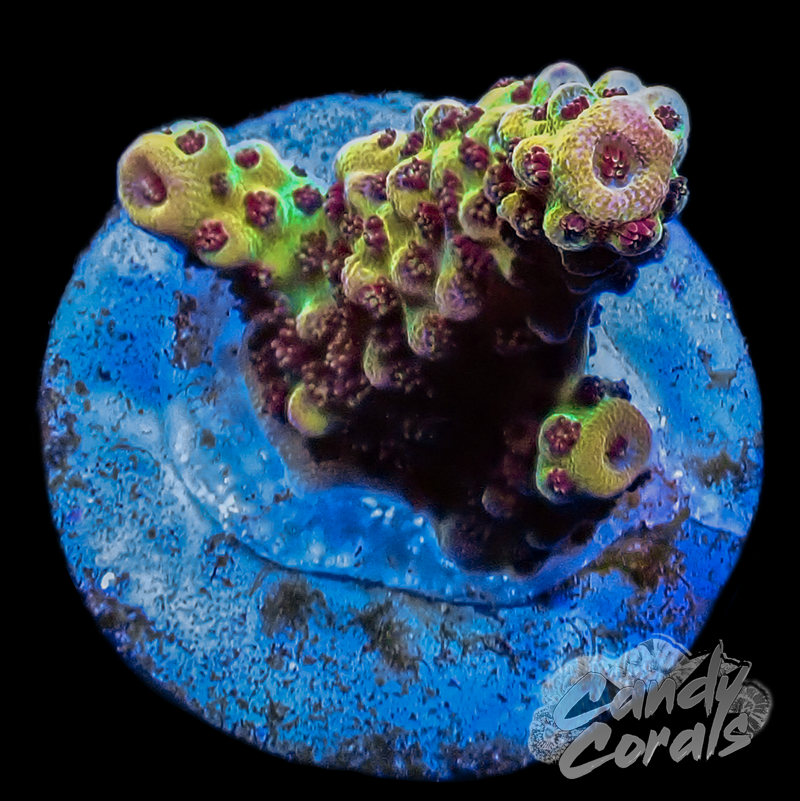 PC Rainbow Acropora Sp. Frag A62