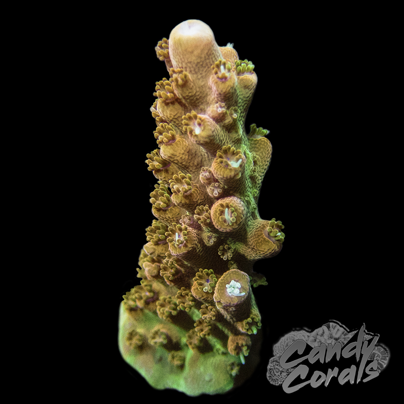 TSA Creamsicle Acropora Sp. Frag A93