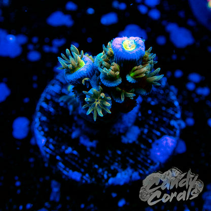 JF Jolt Acropora Frag