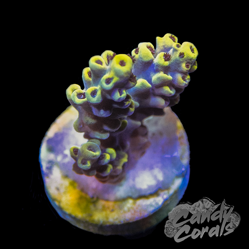 Pikachu Acropora Sp. Frag A74