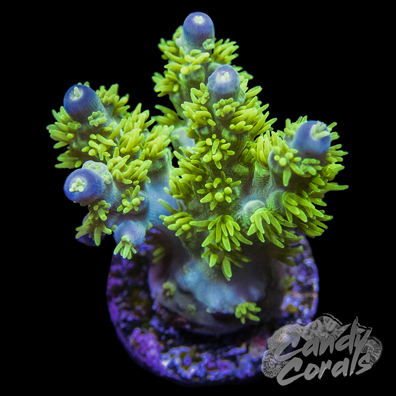 Marvin the Martian Acropora Sp. Frag