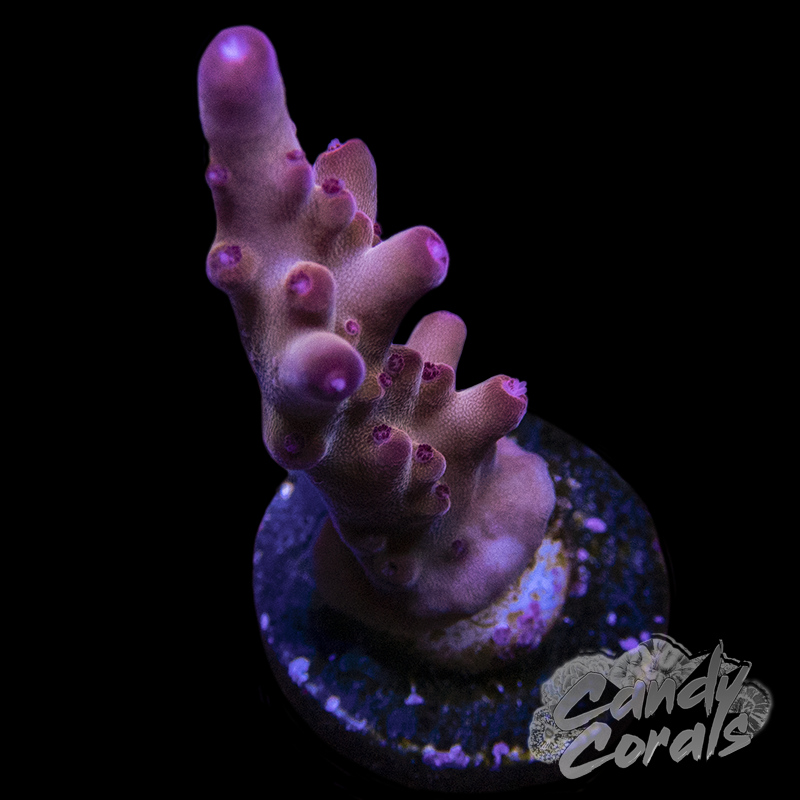 RR Twizzler Acropora Sp. Frag A89
