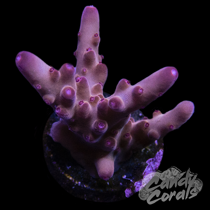 RR Twizzler Acropora Sp. Frag A89