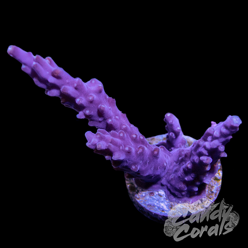 Blueberry Vine Acropora Sp. Frag A55