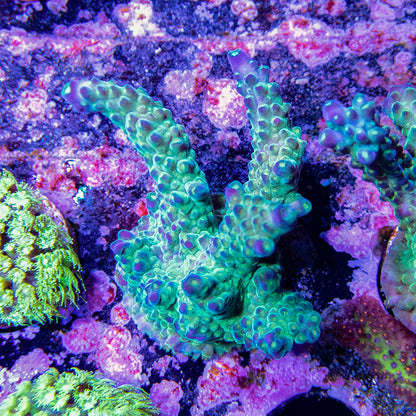 Tri-Color Acropora Valida Frag