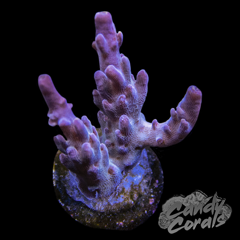 Lucky Stars Acropora Sp. Frag