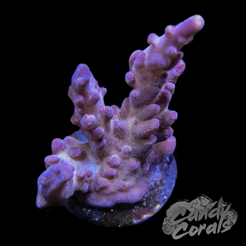 Lucky Stars Acropora Sp. Frag