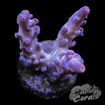 Lucky Stars Acropora Sp. Frag