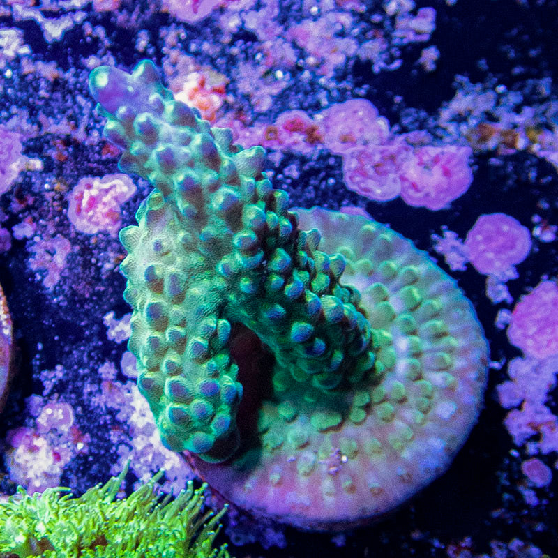 Tri-Color Acropora Valida Frag